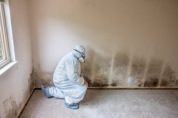 Best Industrial Mold Remediation  in Maitland, FL